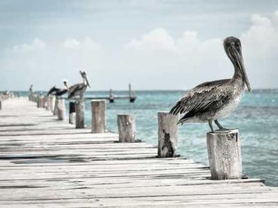 Pelicans